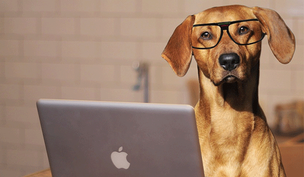 image-example-dog-laptop-blog